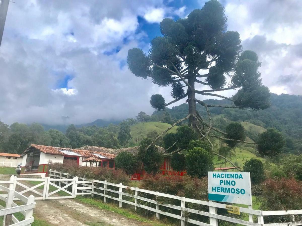Ecohotel Pinohermoso Reserva Natural Саленто Екстериор снимка